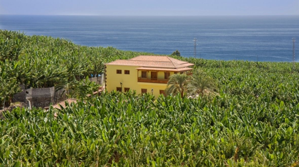 Banánová plantáž na La Palma