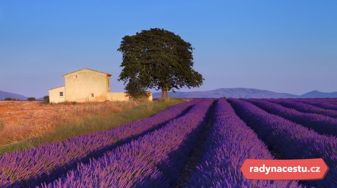 Levandulová pole v Provence
