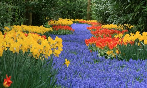 Keukenhof - pastva krásy pro oči i duši