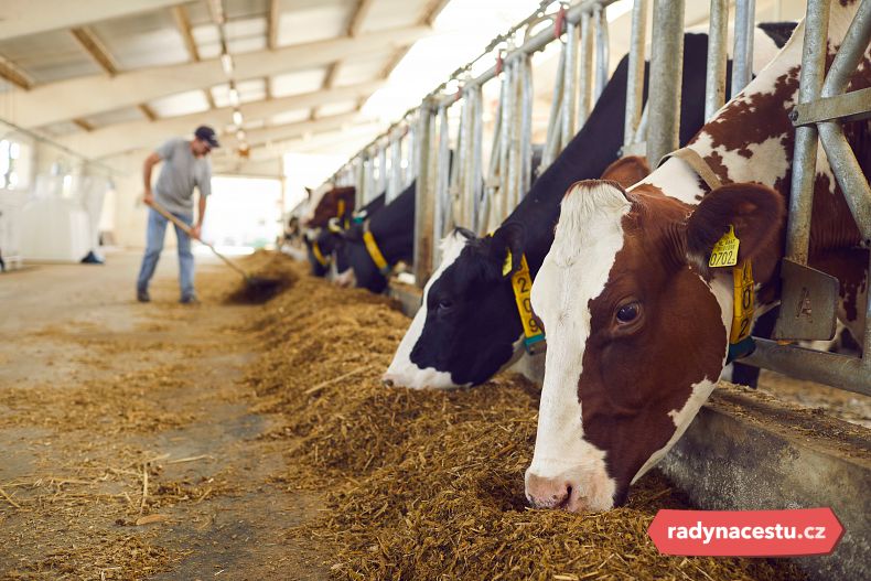 Během pobytu se seznámíte s každodenním životem na farmě